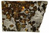 Seymchan Pallasite Meteorite Slice ( g) - Russia #305574-1